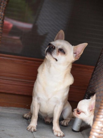 Father of WONDERFUL - C.I.B. Misty Meadow´s Pole Position-PC